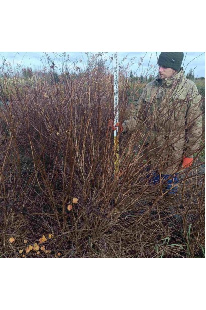Пухироплiдник калинолистий Лютеус - ком70кг/вис.160-200см/Ø120-150см
